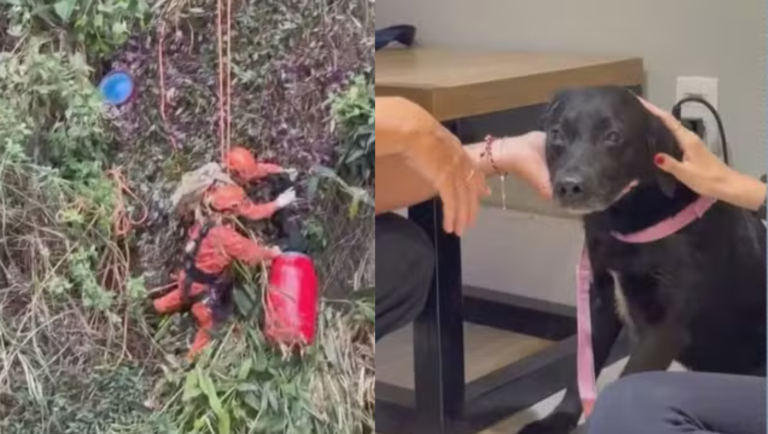 Batizado de Rapel, cão ganha nova chance após resgate no Rio