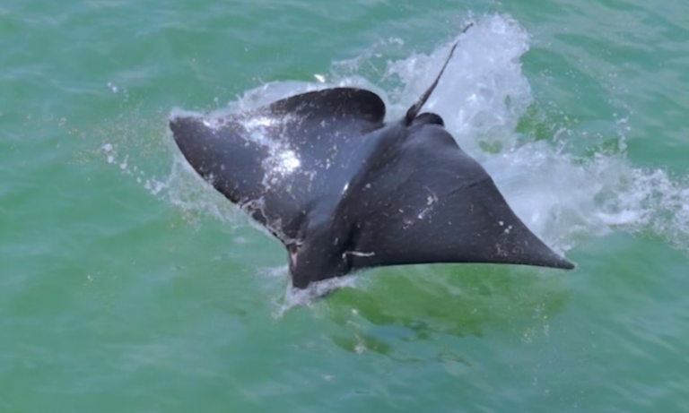 'Gigante do mar': raia-chita salta e surpreende fotógrafo no Rio