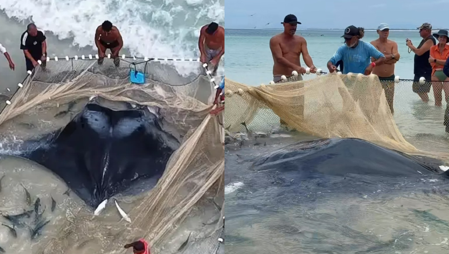 Pescadores se unem para salvar raia-manta gigante presa em rede na Região dos Lagos; vídeo
