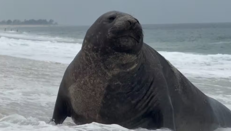 Elefante-marinho que percorre praias do Rio é visto em Maricá