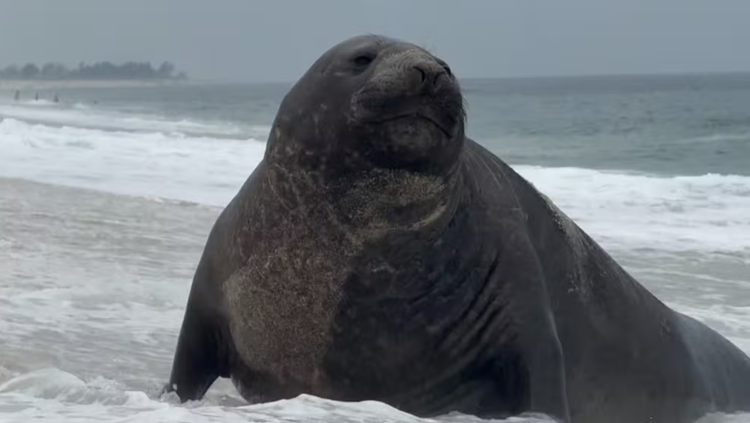 Elefante-marinho que percorre praias do Rio é visto em Maricá