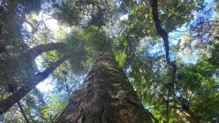 Nova reserva ambiental protege área de Mata Atlântica em Nova Friburgo