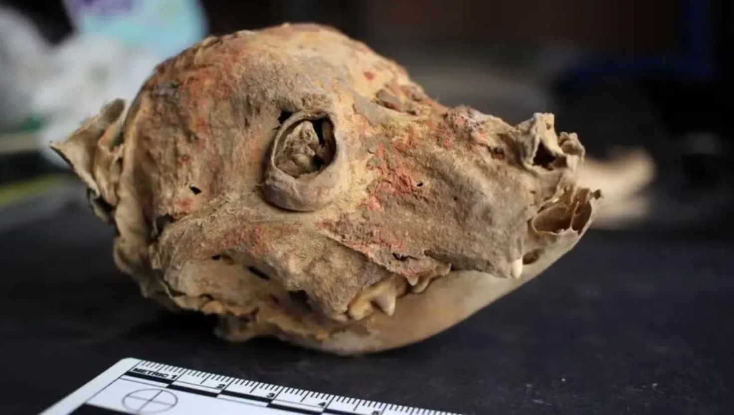 Múmia de cão milenar revela costumes de antiga civilização do Peru